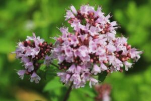 Oregano – pamajorán obyčajný