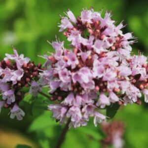 Oregano – pamajorán obyčajný