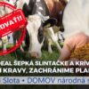 Zabíjaj kravy, zachránime planétu