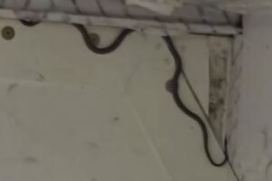 USA: Had v lietadle! Let mešká dve hodiny, kým príde chytač na pomoc