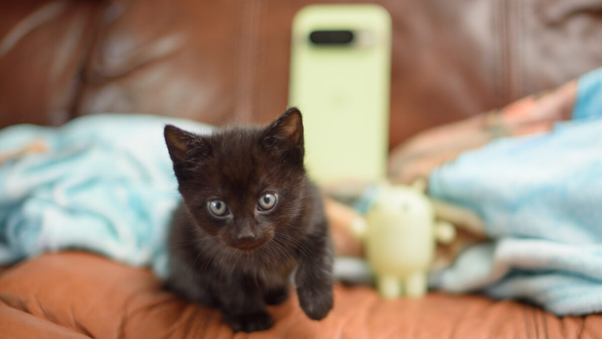 Pixel 10 Pro: Mačací telefón pre záchranu mačiatok
