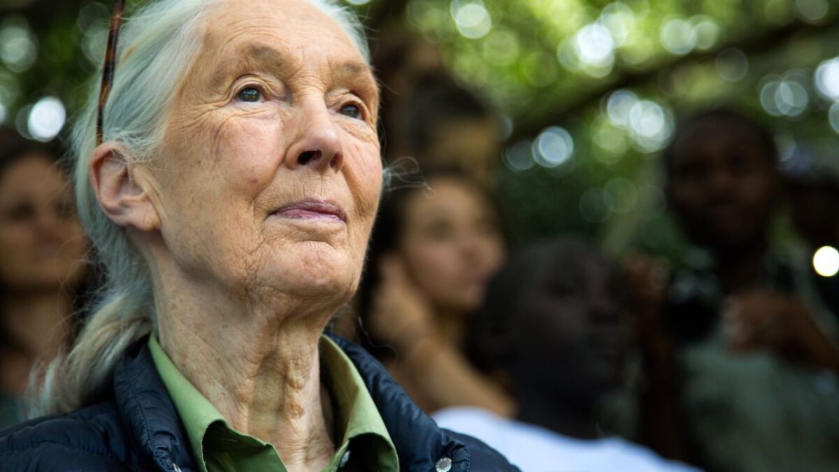 Jane Goodall sa preslávila bez titulu a skúseností: Zamestnala sa ako čašníčka a šetrila „každý cent“ na jednosmernú letenku do Afriky.