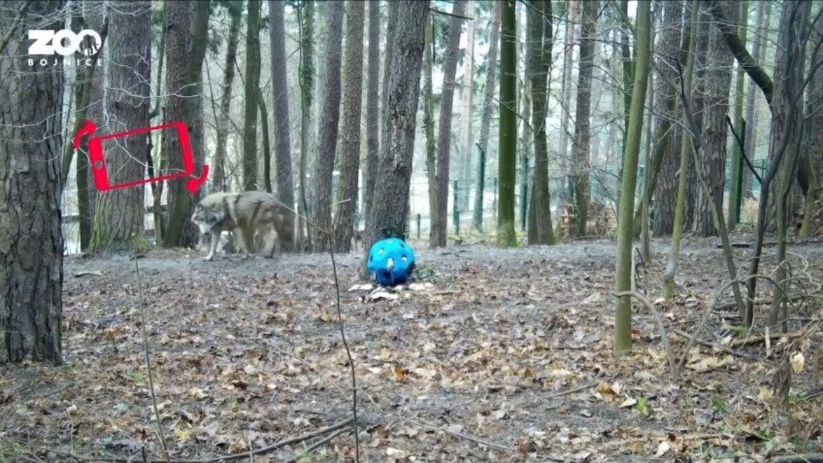 ZOO BOJNICE: VLKY A LOPTA